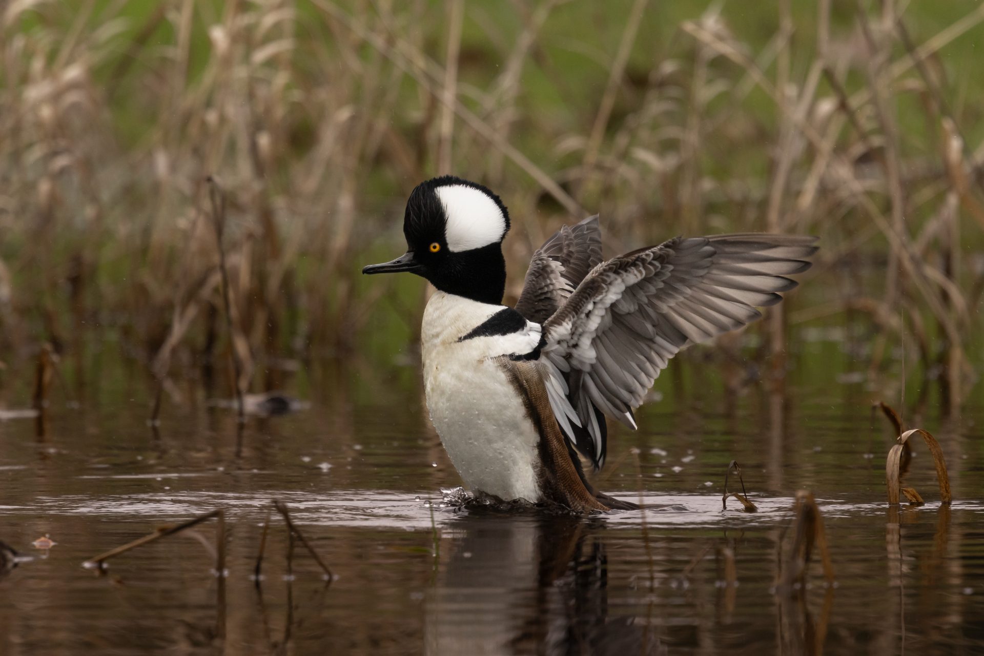 Hooded Merganser spreading its wings